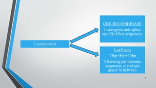 2 components
CRE-RECOMBINASE
It recognise and splice
specific DNA sequences.
LoxP sites
13bp+8bp+13bp
2 flanking palindromic
sequences at end and
spacer in between.
19
 