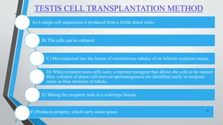 TESTIS CELL TRANSPLANTATION METHOD
A) A single-cell suspension is produced from a fertile donor testis.
B) The cells can be cultured
C) Microinjected into the lumen of seminiferous tubules of an infertile recipient mouse.
D) When recipient testis cells carry a reporter transgene that allows the cells to be stained
blue, colonies of donor cell-derived spermatogenesis are identified easily in recipient
testes as blue stretches of tubule.
E) Mating the recipient male to a wild-type female.
F) Produces progeny, which carry donor genes. 20
 