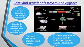 It overcome
previous
limitations of
viral mediated
gene transfer
It contains the
silencing of the
transgenic locus
and low
expression levels
It includes generation of
transgenic cattle by
lentiviruses requires
microinjection into the
oocytes
This study
employed
lentiviral based
vectors.
24
 