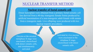 NUCLEAR TRANSFER METHOD
Nuclear transfer of foetal somatic cell.
Donor karyoplast were obtained from a primary foetal somatic cell
line derived from a 40-day transgenic female foetus produced by
artificial insemination of a non-transgenic adult female with semen
from a transgenic male. Live offspring were produced with two
nuclear transfer procedures.
Oocytes at the arrested
metaphase II stage were
enucleated, electrofused
with donor somatic cells,
and simultaneously
activated.
Activated in vivo oocytes
were enucleated at the
telophase II stage,
electrofused with donor
somatic cells 26
 