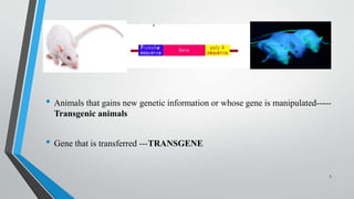 • Animals that gains new genetic information or whose gene is manipulated-----
Transgenic animals
• Gene that is transferred ---TRANSGENE
5
 