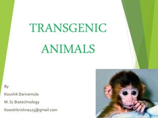 TRANSGENIC
ANIMALS
By
Koushik Darivemula
M. Sc Biotechnology
Kowshikrishna123@gmail.com
 
