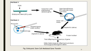 12
Fig: Embryonic Stem Cell-Mediated Gene Transfer
 