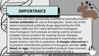 GENETIC
MODIFICATION
IMPORTANCE
Mice have also been genetically modified to naturally produce
human antibodies for use as therapeutics. Seven out of the
eleven monoclonal antibody drugs approved by the FDA
between 2006 and 2011 were derived from transgenic
mice.Transgenic farm animals are being used to produce
complex human proteins for treating human diseases.
Currently, these proteins are produced in mammalian cell-
based reactors, but this is expensive. A cheaper alternative is
to produce recombinant proteins in transgenic animals' milk,
blood, or eggs. Only two biomedical products have received
regulatory approval: human antithrombin III and a
recombinant human C12 esterase inhibitorior. Both products
 