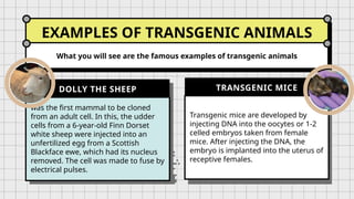 EXAMPLES OF TRANSGENIC ANIMALS
What you will see are the famous examples of transgenic animals
was the first mammal to be cloned
from an adult cell. In this, the udder
cells from a 6-year-old Finn Dorset
white sheep were injected into an
unfertilized egg from a Scottish
Blackface ewe, which had its nucleus
removed. The cell was made to fuse by
electrical pulses.
DOLLY THE SHEEP
Transgenic mice are developed by
injecting DNA into the oocytes or 1-2
celled embryos taken from female
mice. After injecting the DNA, the
embryo is implanted into the uterus of
receptive females.
TRANSGENIC MICE
 