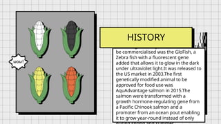 The first genetically modified animal to
be commercialised was the GloFish, a
Zebra fish with a fluorescent gene
added that allows it to glow in the dark
under ultraviolet light.It was released to
the US market in 2003.The first
genetically modified animal to be
approved for food use was
AquAdvantage salmon in 2015.The
salmon were transformed with a
growth hormone-regulating gene from
a Pacific Chinook salmon and a
promoter from an ocean pout enabling
it to grow year-round instead of only
HISTORY
 