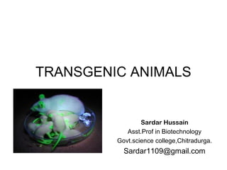 TRANSGENIC ANIMALS
Sardar Hussain
Asst.Prof in Biotechnology
Govt.science college,Chitradurga.
Sardar1109@gmail.com
 