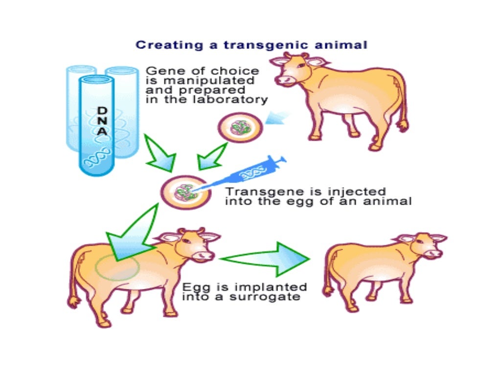 Transgenic animals