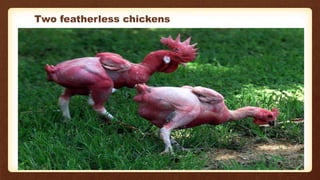 Two featherless chickens
10
 