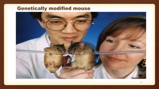 Genetically modified mouse
11
 