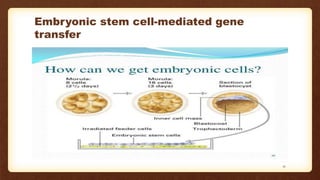 Embryonic stem cell-mediated gene
transfer
21
 