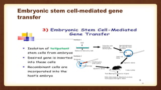 Embryonic stem cell-mediated gene
transfer
22
 
