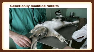 Genetically-modified rabbits
4
 