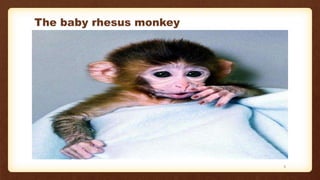 The baby rhesus monkey
5
 