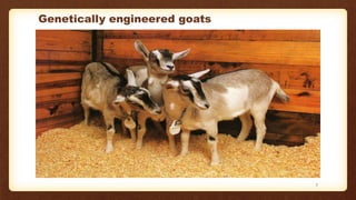 Genetically engineered goats
7
 