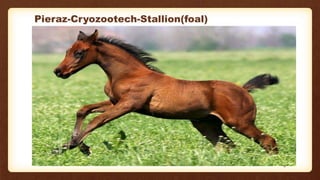 Pieraz-Cryozootech-Stallion(foal)
8
 