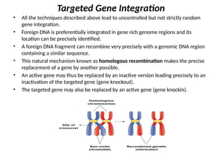 Transgenic animals and their different methods of production | PPTX