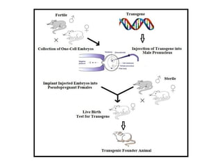 Transgenic animals and their different methods of production | PPTX
