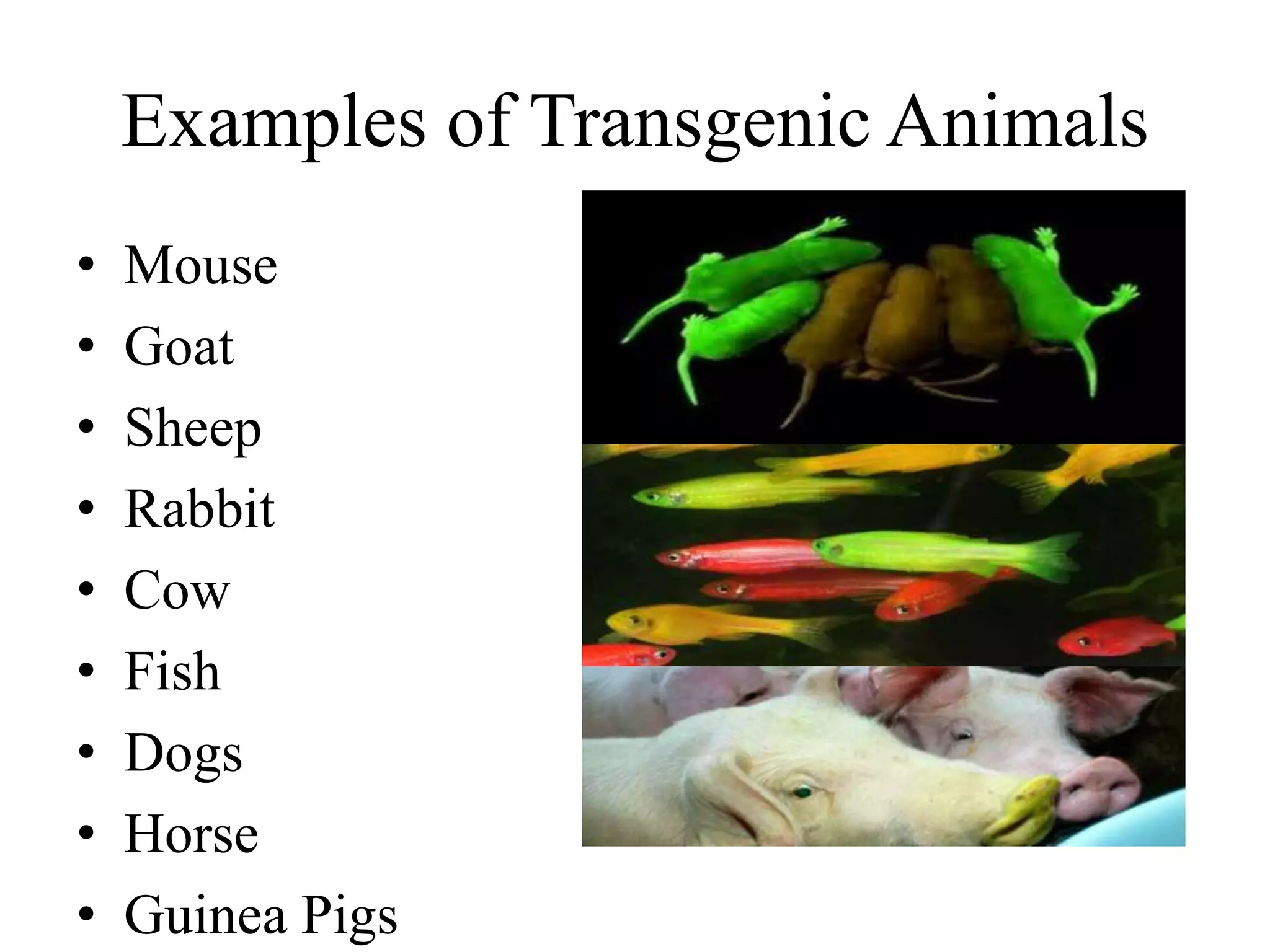 Transgenic animals by Kashikant Yadav | PPTX