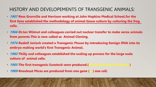 HISTORY AND DEVELOPEMENTS OF TRANSGENIC ANIMALS:
• 1907-Ross Granville and Harrison working at John Hopkins Medical School...
