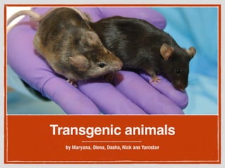 Transgenic animals
by Maryana, Olena, Dasha, Nick ans Yaroslav
 