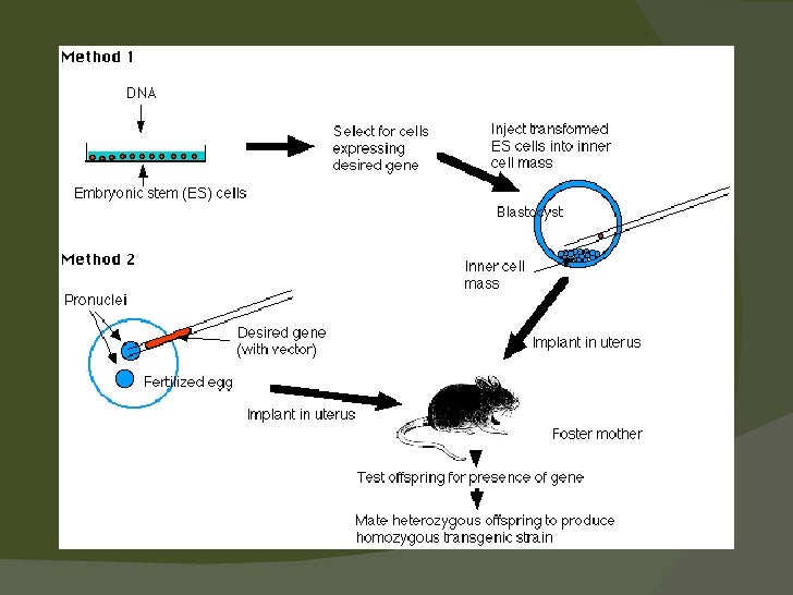 Transgenic animals ppt