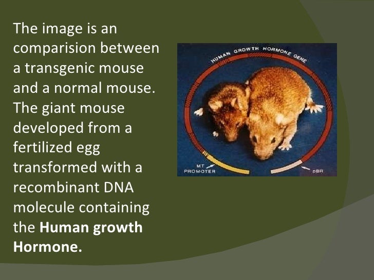 Transgenic animals ppt