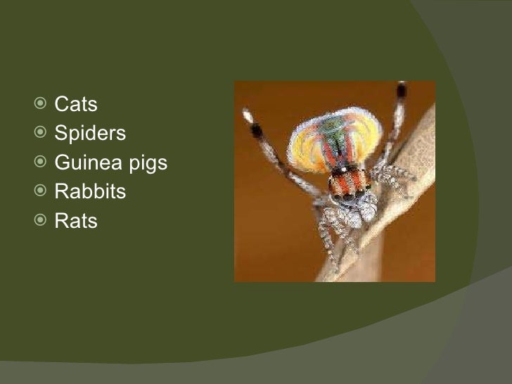 Transgenic animals ppt