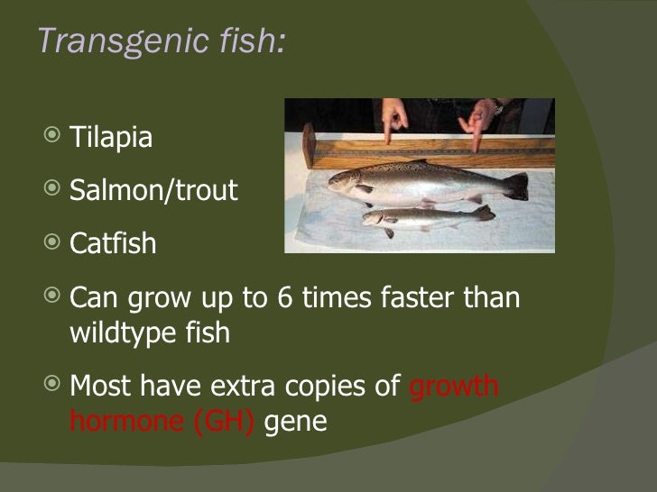 transgenic-animals-ppt