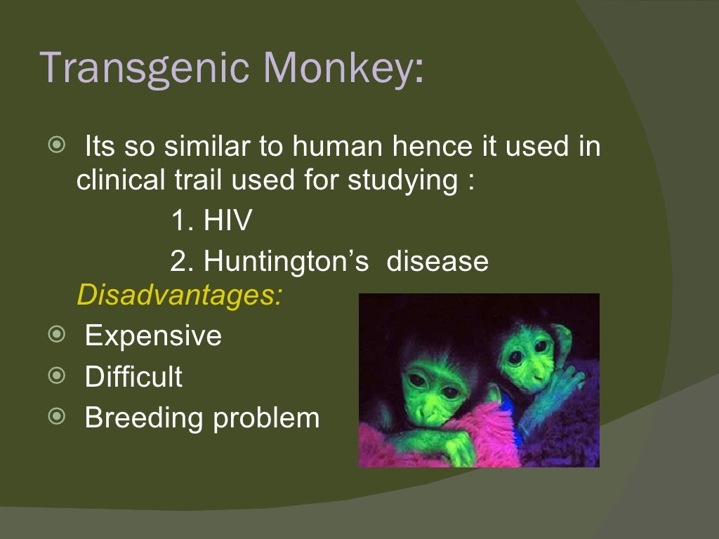 Transgenic animals ppt