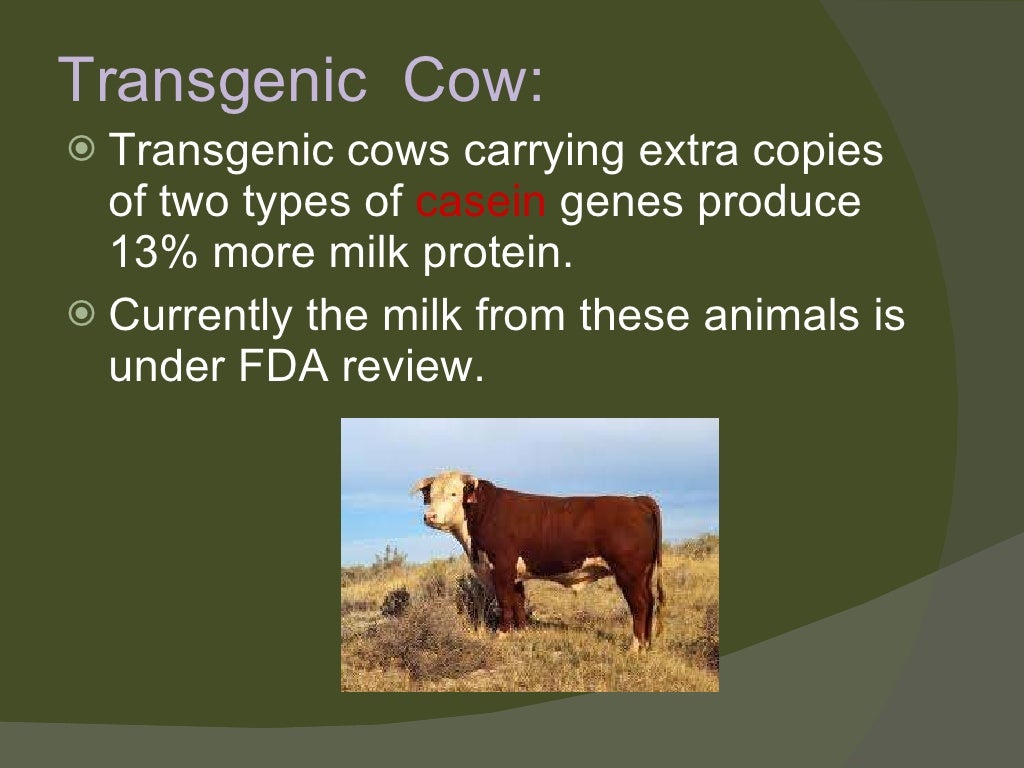 Transgenic animals ppt