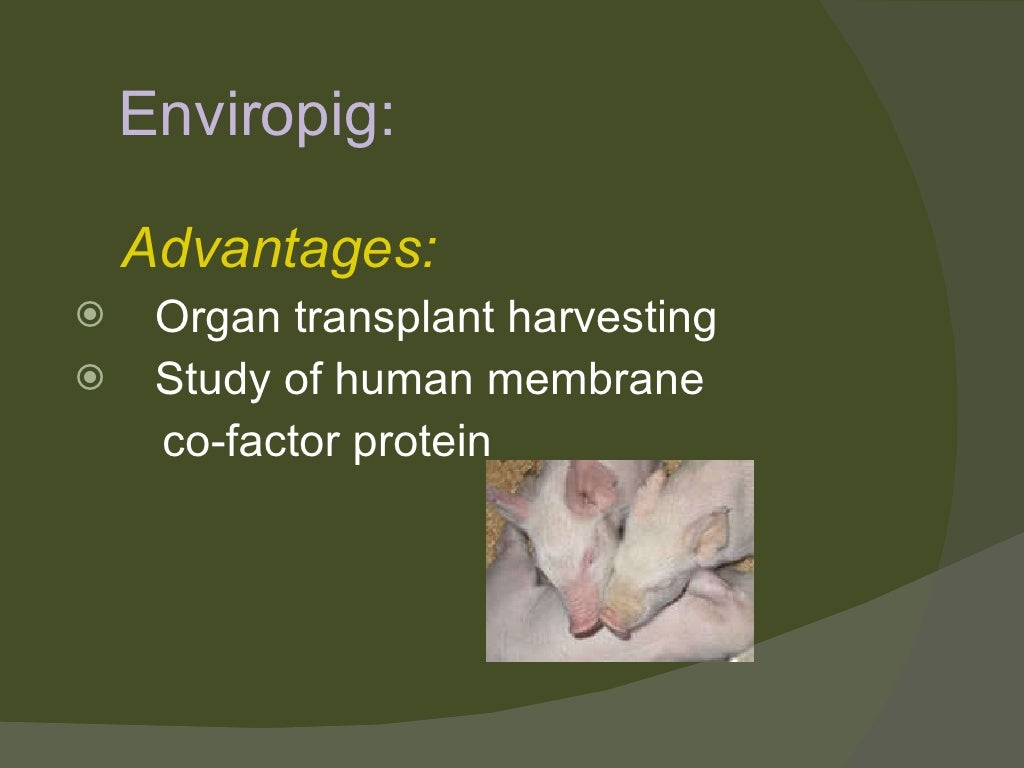 Transgenic animals ppt