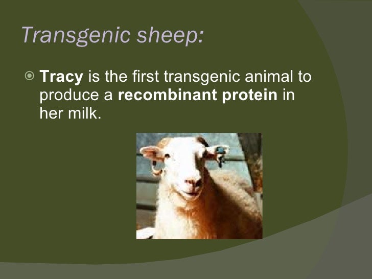 Transgenic Animals Ppt Transgenic Animals Ppt