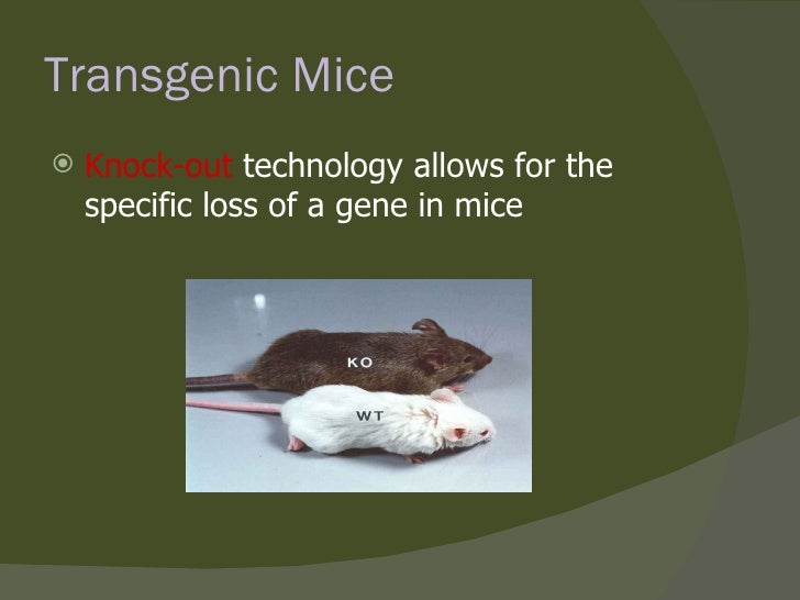 Transgenic Animals Ppt