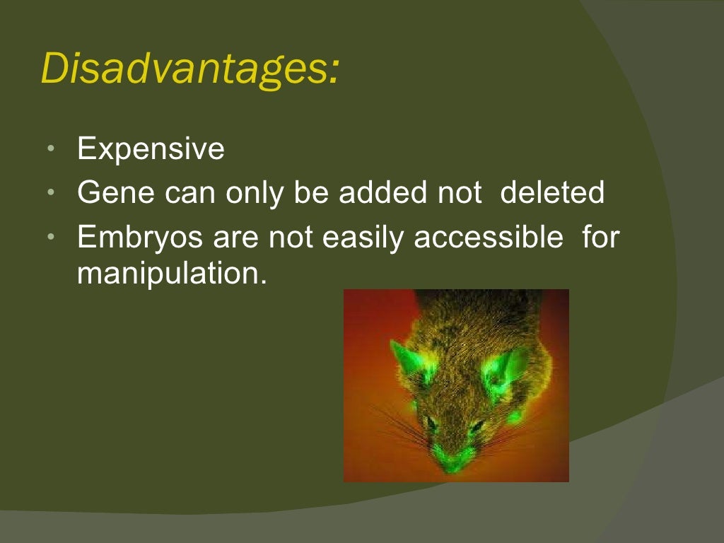 Transgenic animals ppt