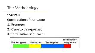 The Methodology
• STEP:-1
Construction of transgene
1. Promoter
2. Gene to be expressed
3. Termination sequence
 