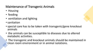 Maintenance of Transgenic Animals
• Housing
• feeding
• ventilation and lighting
• sanitation
• special care has to be taken with transgenic/gene knockout
animals
• the animals can be susceptible to diseases due to altered
metabolic activities.
• The transgenic and knockout animals should be maintained in
clean room environment or in animal isolations.
 
