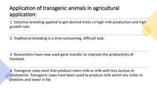 Application of transgenic animals In agricultural
application:
1. Selective breeding applied to get desired traits i.e high milk production and high
growth rate.
2. Traditional breeding is a time-consuming, difficult task.
3. Researchers have now used gene transfer to improve the productivity of
livestock.
4. Transgenic cows exist that produce more milk or milk with less lactose or
cholesterol. Transgenic cows have been used to produce milk which are richer in
proteins and lower in fat.
 