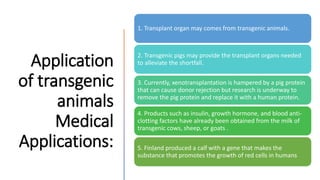 Application
of transgenic
animals
Medical
Applications:
1. Transplant organ may comes from transgenic animals.
2. Transgenic pigs may provide the transplant organs needed
to alleviate the shortfall.
3. Currently, xenotransplantation is hampered by a pig protein
that can cause donor rejection but research is underway to
remove the pig protein and replace it with a human protein.
4. Products such as insulin, growth hormone, and blood anti-
clotting factors have already been obtained from the milk of
transgenic cows, sheep, or goats .
5. Finland produced a calf with a gene that makes the
substance that promotes the growth of red cells in humans
 