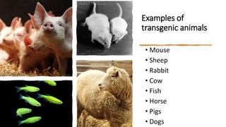 Examples of
transgenic animals
• Mouse
• Sheep
• Rabbit
• Cow
• Fish
• Horse
• Pigs
• Dogs
 