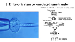 2. Embryonic stem cell-mediated gene transfer
 