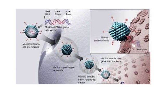 Transgenic Animal Technology Ppt Transgenic Animal Technology Ppt