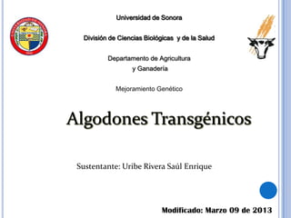 Universidad de Sonora


  División de Ciencias Biológicas y de la Salud


          Departamento de Agricultura
                  y Ganadería


             Mejoramiento Genético




Algodones Transgénicos

 Sustentante: Uribe Rivera Saúl Enrique




                            Modificado: Marzo 09 de 2013
 
