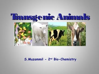 Transgenic AnimalsTransgenic Animals
S.Muzammil - 2nd
Bio-Chemistry
 