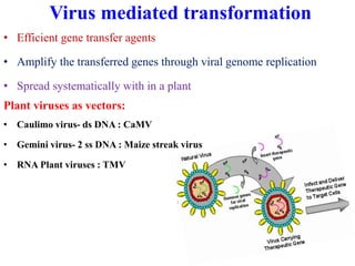 Virus Transformation Transgenic crops | PPTX
