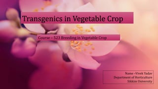 Transgenics in Vegetable Crop
Name –Vivek Yadav
Department of Horticulture
Sikkim University
Course – 523 Breeding in Vegetable Crop
 