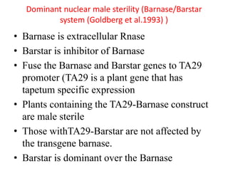 Dominant nuclear male sterility (Barnase/Barstar
system (Goldberg et al.1993) )
• Barnase is extracellular Rnase
• Barstar is inhibitor of Barnase
• Fuse the Barnase and Barstar genes to TA29
promoter (TA29 is a plant gene that has
tapetum specific expression
• Plants containing the TA29-Barnase construct
are male sterile
• Those withTA29-Barstar are not affected by
the transgene barnase.
• Barstar is dominant over the Barnase
 