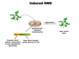 Induced GMS
Promoter which
induces transcription
in male reproductive
specifically
Gene which disrupts
normal function of cell
Agrobacterium-
mediated
transformation
regeneration
male-sterile
plant
 