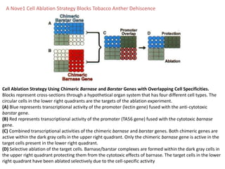 Cell Ablation Strategy Using Chimeric Barnase and Barstar Genes with Overlapping Cell Specificities.
Blocks represent cross-sections through a hypothetical organ system that has four different cell types. The
circular cells in the lower right quadrants are the targets of the ablation experiment.
(A) Blue represents transcriptional activity of the promoter (lectin gene) fused with the anti-cytotoxic
barstar gene.
(B) Red represents transcriptional activity of the promoter (TA56 gene) fused with the cytotoxic barnase
gene.
(C) Combined transcriptional activities of the chimeric barnase and barstar genes. Both chimeric genes are
active within the dark gray cells in the upper right quadrant. Only the chimeric barnase gene is active in the
target cells present in the lower right quadrant.
(D) Selective ablation of the target cells. Barnase/barstar complexes are formed within the dark gray cells in
the upper right quadrant protecting them from the cytotoxic effects of barnase. The target cells in the lower
right quadrant have been ablated selectively due to the cell-specific activity
A Nove1 Cell Ablation Strategy Blocks Tobacco Anther Dehiscence
 
