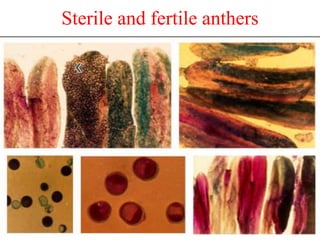 Sterile and fertile anthers
 
